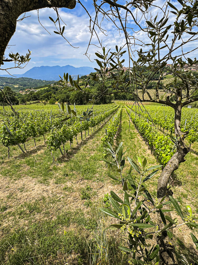 vigneto1xweb
