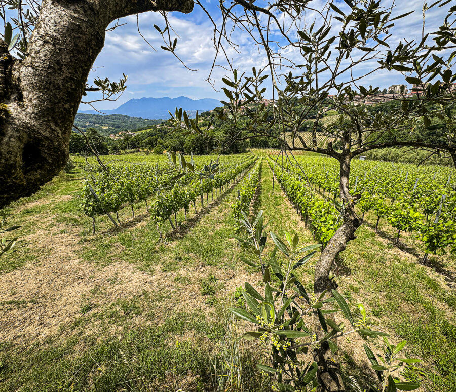 vigneto1xweb vigneto1xweb
